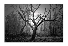 Obraz na stenu ZS - bez pomeru strán